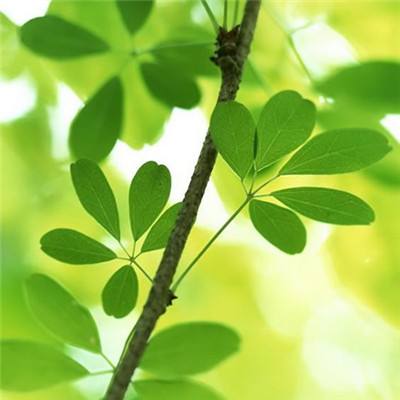 火狐登录入口|大发彩神lv争霸